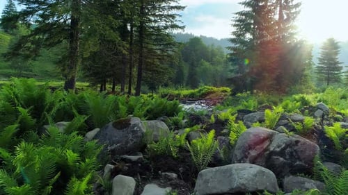 Frischer Farnhain und ein sauberer Bergfluss, der im Morgengrauen scheint Warme Morgensonne, sanft erleuchtend