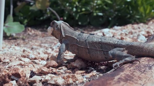 A Wildlife Shot of a Iguana or a Goh Walking in the Grass