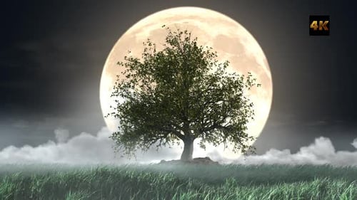 Majestic Tree Under Full Moon with Moving Clouds Loop