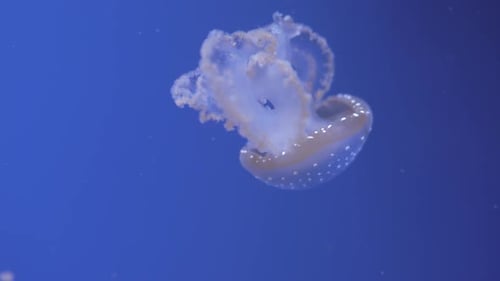 Jellyfish Swimming in Clear Blue Water
