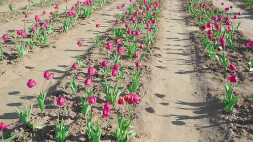 Bright Pink Tulips Planted in Rows in Field on Sunny Day