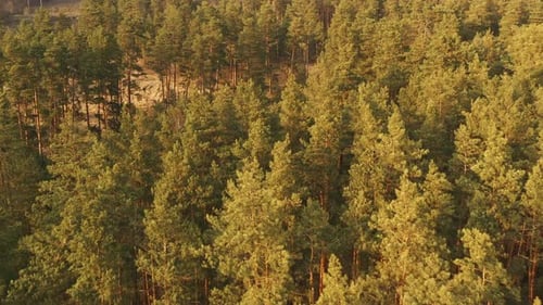 Drone Flight Above Spring Misty Green Pine Coniferous Forest. Aerial View Of Green Pine Coniferous