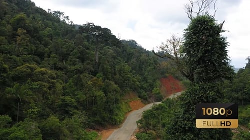 AH - Road In The Forest V3