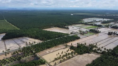 Aerial view water paddy field season beside oil palm