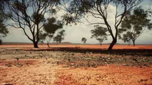 Arid Desert Landscape with Scattered Eucalyptus Trees
