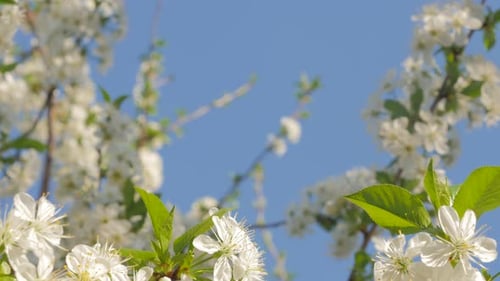 Branche de fleur de Prunus cerasus devant un ciel bleu 4K 2160p 30 images par seconde, vidéo UltraHD à inclinaison lente - Cherr