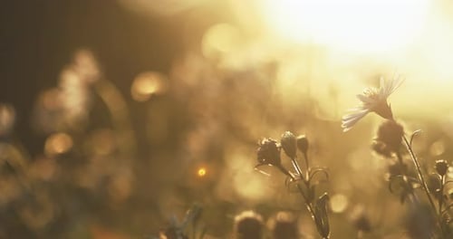Close Up Grass And White Flowers At Late Summer
