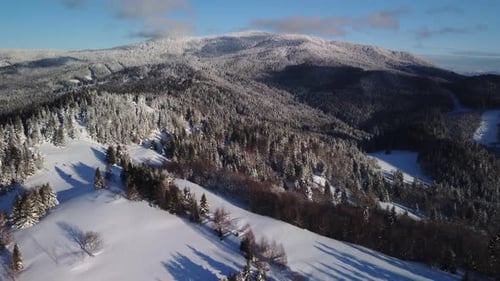 Aerial View of Winter Forest