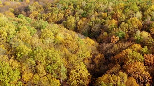 Beautiful autumn. Yellow top trees in forest in fall season.