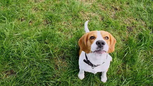 Dog Beagle Sitting at Grass in a Green Park and Barks