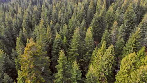 Aerial Flying Over a Forest of Green Trees. Background of Green Trees. Drone Footage