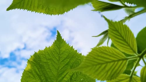 Fresh Green Leaves on Blue Sky Background