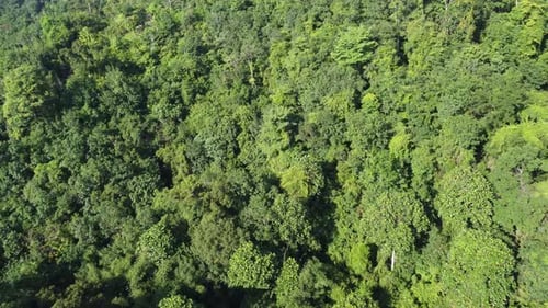 Aerial fly over Malaysia green forest