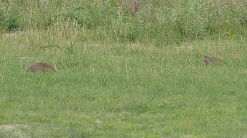 Grupo de mangostas en la reserva de caza de Moremi
