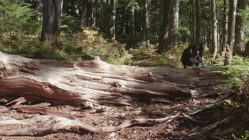 Boston Terrier Dog Puppy Runs And Jumps Over Large Fallen Tree Log In Nature Forest Scene