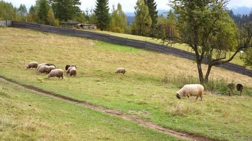 Schafherde, die auf einem Feld weidet. Landschaft im Freien, Berg, Hügel im Hintergrund