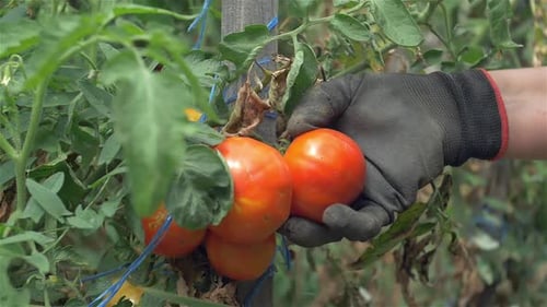 Tomaten pflücken Zeitlupe