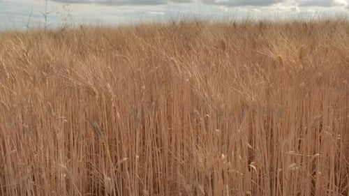 Golden Wheat Agriculture Cultivation Farm