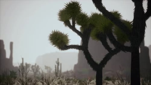 Sunlight Ray Shooting Across the Desert Sky at Sunset