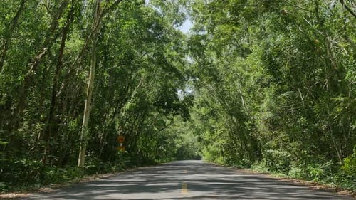 Forest Road