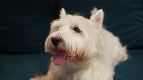 Westie Dog Panting on Blue Couch Indoors