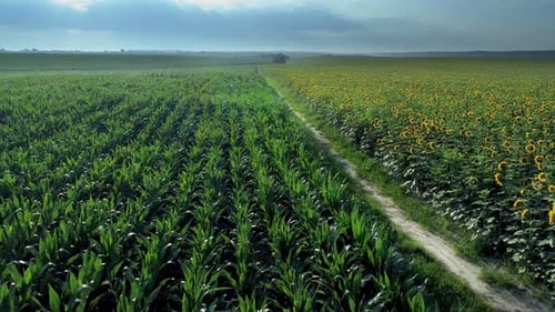 Champ de tournesol et de maïs