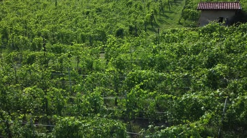 Weinberge Landwirtschaft