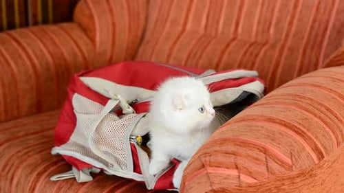Gatinho impertinente brincando com mochila