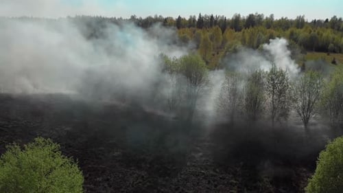 Forest Fire