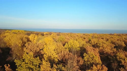 Autumn Forest Nature