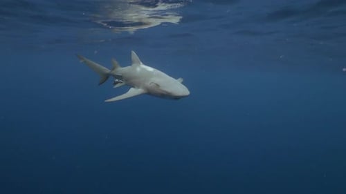 Shark Swimming underwater in open ocean