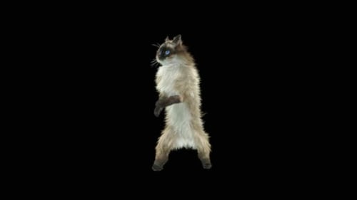 Katze HD