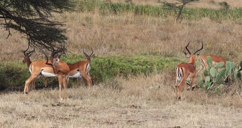 Impala, aepyceros melampus, Group of Males walking in Savannah, Nairobi Park in Kenya, Real Time 4K