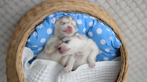 Two Husky Puppies Sleeping in Basket