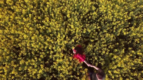 Parana Field with Canola Flowers