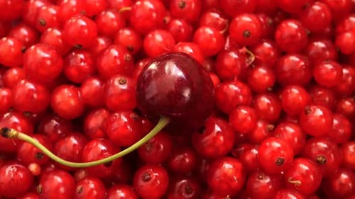 Red Currants and Cherry Close Up