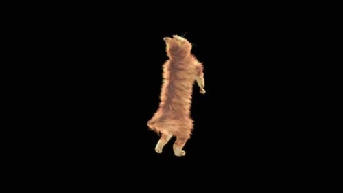 Cat Dancing HD