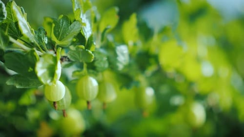 Branch with Gooseberry Berries. Video with Shallow Depth of Field