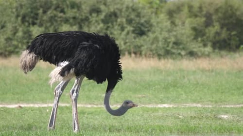 Ostrich grazing and looking up on the savanna