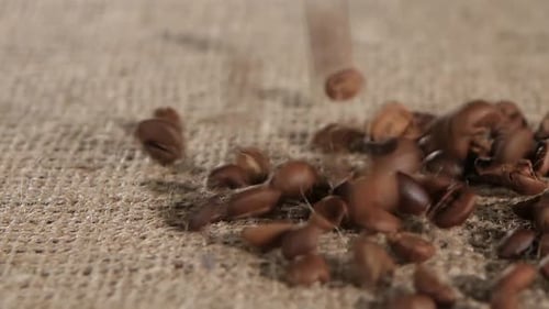 Selected Grain Fragrant Coffee Brown Burlap Fall on Lying. Close-up
