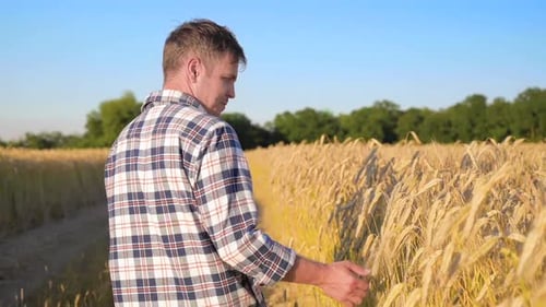 Man Farmer on Barley Field