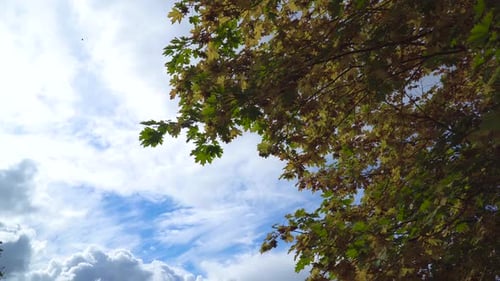 Autumn Landscape with Trees and Leaves.