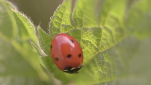 Ladybird resting on a leaf