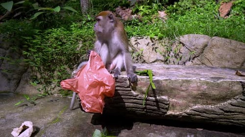Monkey Holding Plastic Bag in Natural Environment
