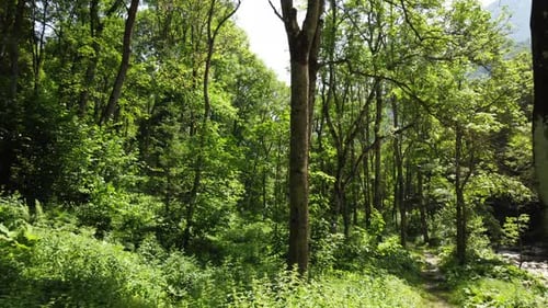 Summer Mountain Forest