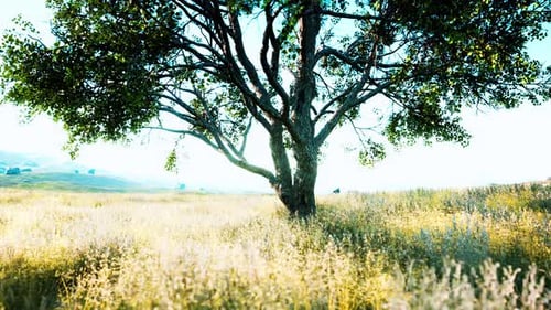 Iconic Oak Tree Casts a Long Shadow Into a Golden Hill