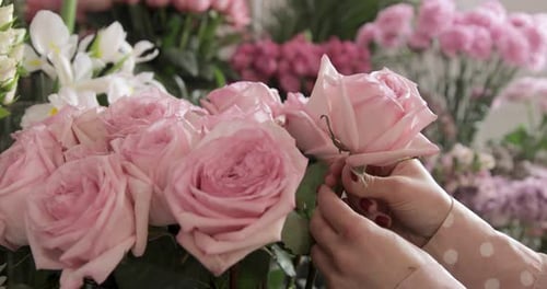 Florist Choosing, Picking, Adjusting Pink Rose Flowers. Close Up.