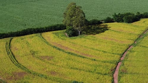 Aerial View of Yellow-Green Crops on Farmland