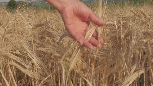 Woman's Hand on Golden Wheat Agriculture Field