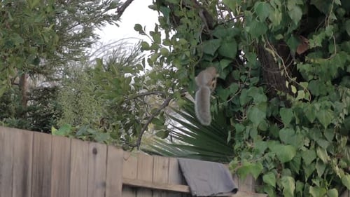 Squirrel Climbing and Jumping in Natural Suburban Setting